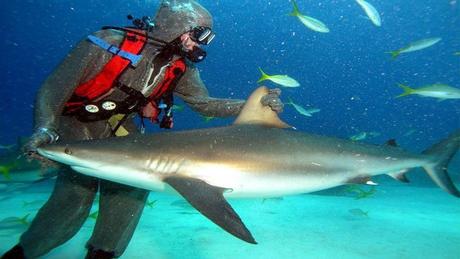 Divers - La beauté des Océans - 1