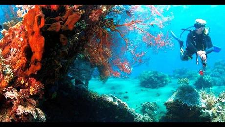 Divers - La beauté des Océans - 1