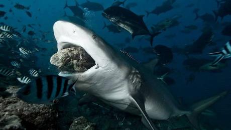 Divers - La beauté des Océans - 1