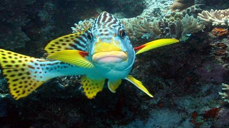 Divers - La beauté des Océans - 1