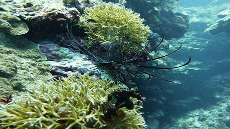 Divers - La beauté des Océans - 1