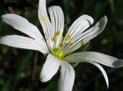 Stellaire holostée (Stellaria holostea)
