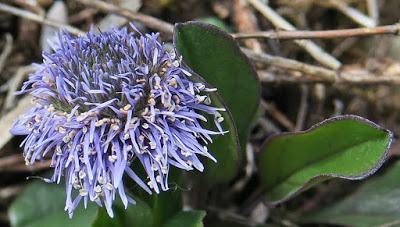 Globulaire (Globularia bisnagarica)