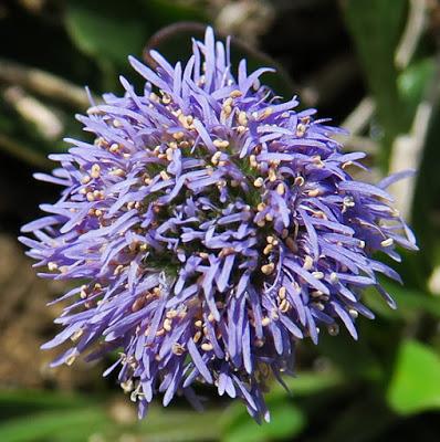 Globulaire (Globularia bisnagarica)
