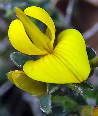 Genêt velu (Genista pilosa) Genêt velu (Genista pilosa)