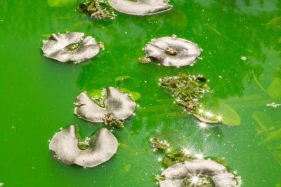 Life – OLAFUR ELIASSON à la Fondation Beyeler Life – OLAFUR ELIASSON à la Fondation Beyeler