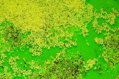 Life – OLAFUR ELIASSON à la Fondation Beyeler Life – OLAFUR ELIASSON à la Fondation Beyeler