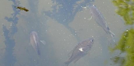 Des perches dans la jalle