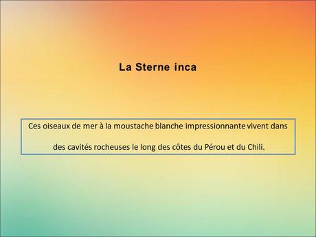 Divers - Encore de magnifiques oiseaux - 1