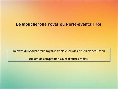 Divers - Encore de magnifiques oiseaux - 1