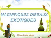 Divers Encore magnifiques oiseaux