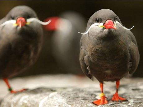 Divers - Encore de magnifiques oiseaux - 1