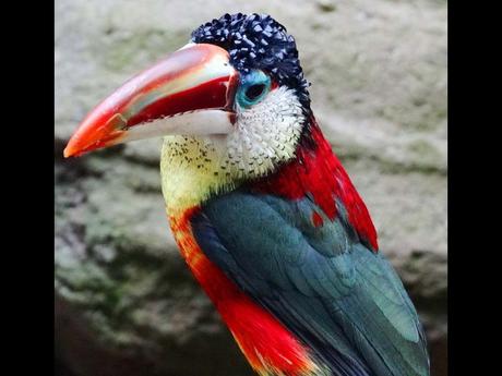 Divers - Encore de magnifiques oiseaux - 1