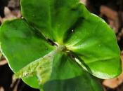 Hêtre (Fagus sylvatica)