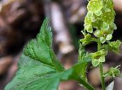 Groseillier Alpes (Ribes alpinum)