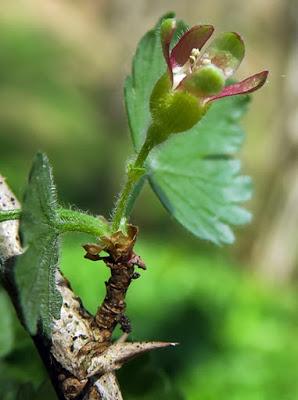 Groseillier à maquereau (Ribes uva-crispa) Groseillier à maquereau (Ribes uva-crispa)