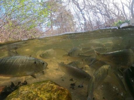 Moulin à hareng environ dans le soleil du matin en attendant de monter à l'échelle et dans Pilgrim Lake pour terminer leur voyage depuis la mer.