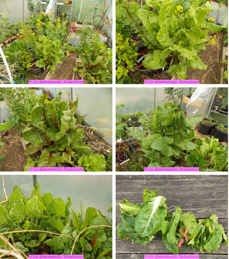 Comment bien conserver les légumes verts ?