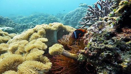 Divers - la Beauté des Océans - 2