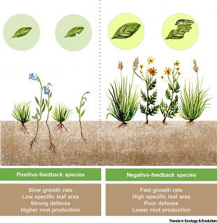 #trendsinecologyandevolution #rétroactionplantesol #diversitévégétale Systèmes de Rétroaction Plante-Sol et Dynamique Temporelle du Rapport Diversité Végétale – Productivité