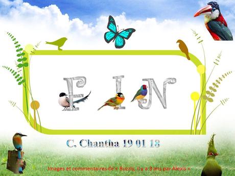 Divers - Encore de magnifiques oiseaux - 2