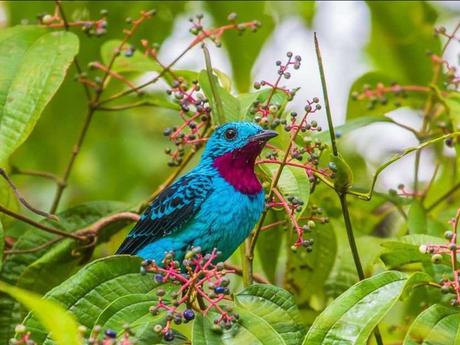 Divers - Encore de magnifiques oiseaux - 2