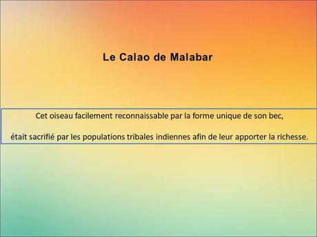 Divers - Encore de magnifiques oiseaux - 2