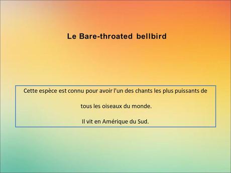 Divers - Encore de magnifiques oiseaux - 2