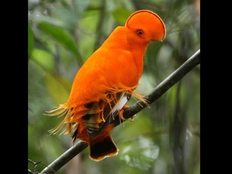 Divers - Encore de magnifiques oiseaux - 2