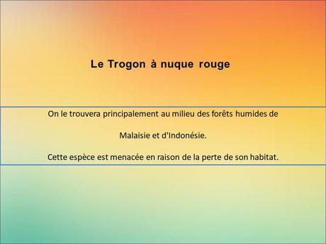 Divers - Encore de magnifiques oiseaux - 2