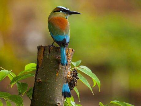 Divers - Encore de magnifiques oiseaux - 2