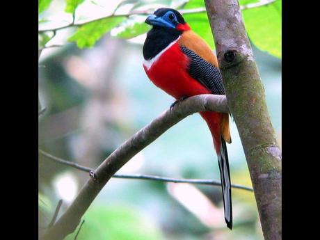 Divers - Encore de magnifiques oiseaux - 2