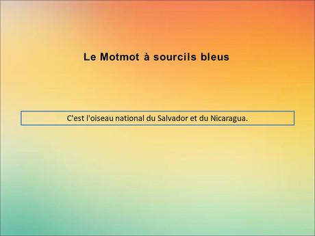 Divers - Encore de magnifiques oiseaux - 2