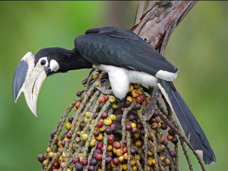 Divers - Encore de magnifiques oiseaux - 2
