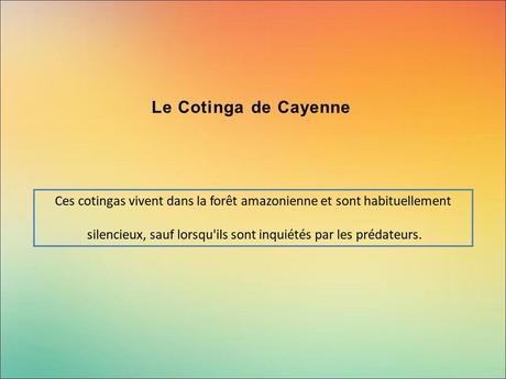 Divers - Encore de magnifiques oiseaux - 2