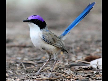 Divers - Encore de magnifiques oiseaux - 2