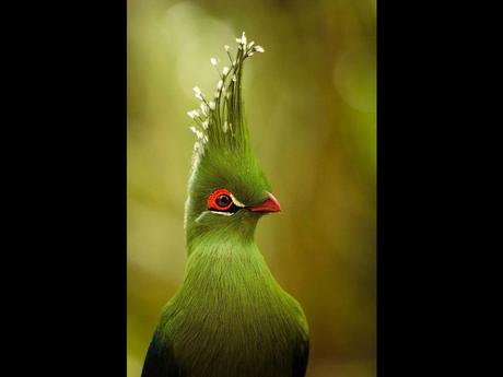 Divers - Encore de magnifiques oiseaux - 2