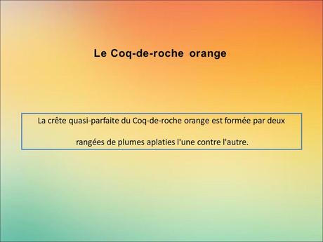 Divers - Encore de magnifiques oiseaux - 2