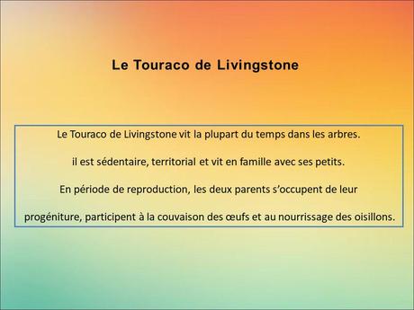 Divers - Encore de magnifiques oiseaux - 2