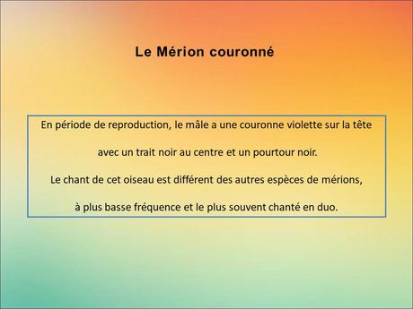 Divers - Encore de magnifiques oiseaux - 2