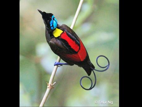 Divers - Encore de magnifiques oiseaux - 2