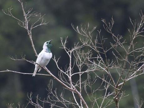 Divers - Encore de magnifiques oiseaux - 2
