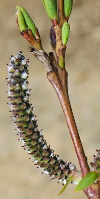 Saule pourpre (Salix purpurea)