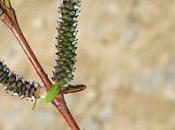 Saule pourpre (Salix purpurea)