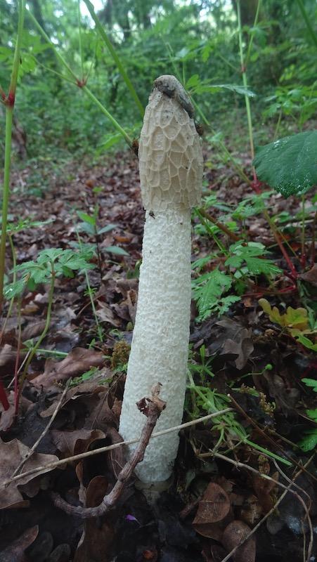 Le retour des champignons qui ne sentent pas bon Le retour des champignons qui ne sentent pas bon