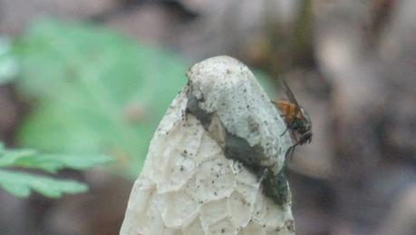 Le retour des champignons qui ne sentent pas bon Le retour des champignons qui ne sentent pas bon