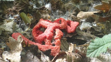 Le retour des champignons qui ne sentent pas bon