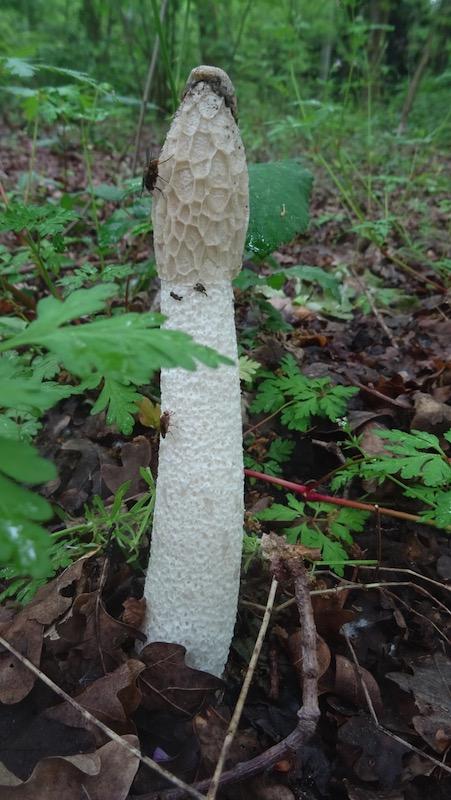 Le retour des champignons qui ne sentent pas bon Le retour des champignons qui ne sentent pas bon