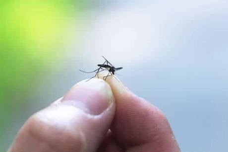 Quels sont les meilleurs pièges à moustiques ?