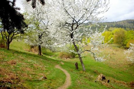 Idées d'évasion en Alsace-Lorraine : Vallée de la Doller © French Moments